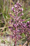 Hairy chaffhead